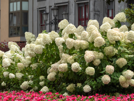 Hydrangea paniculata flowering shrub in the urban landscaping. Panicled hydrangea white flower...