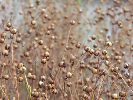 In the field, common flax shows its dry seed capsules. Agricultural use of flax for fiber. Linseed oil extracted from these plants. Cultivated Linum usitatissimum.の写真素材