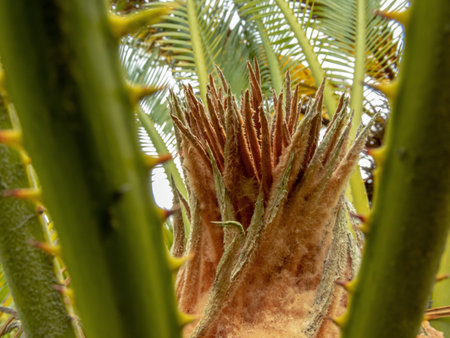 Cycas revoluta or sotetsu gymnosperm plant in the family Cycadaceae. Japanese sago palm, Sago palm, king sago or sago cycad detail closeup.の写真素材