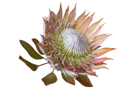 Protea cynaroides flower head isolated on white. King sugar bush bloom. National flower of the South Africa.の写真素材