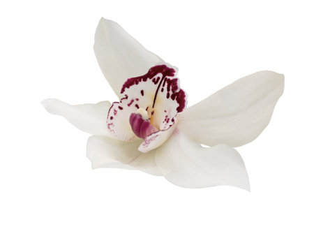 White orchid with purple markings isolated on white. Fragrant white bloom. Exotic blossom.の写真素材
