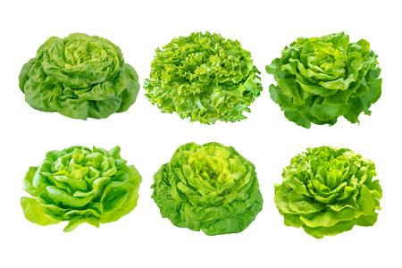 Green lettuce salad set isolated on white. Six different lettuce heads. Lactuca sativa cultivars.の写真素材
