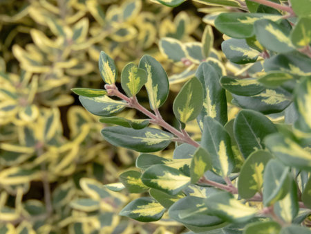 Metrosideros excelsa variegata shrub branches closeup. New Zealand Christmas Tree cultivar....