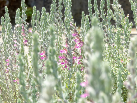 Teucrium marum specie of germander. Cat friendly garden. Cat thyme or kitty crack plant with grey-green leaves and fragrant pink flowers.の写真素材