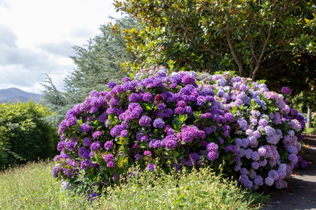 Purple and pale pink beautiful hydrangea flowering plants. Hortensia ornamental shrubs in the garden. French hydrangeas in bloom.の写真素材