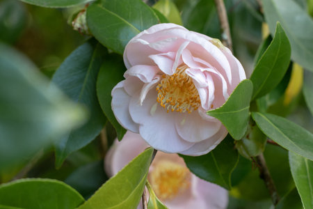 Pale pink camellia semi-double flower with yellow stamens and glossy bright green foliage. Camellia japonica flowering plant. Japanese camellia ornamental tree in the garden.の写真素材