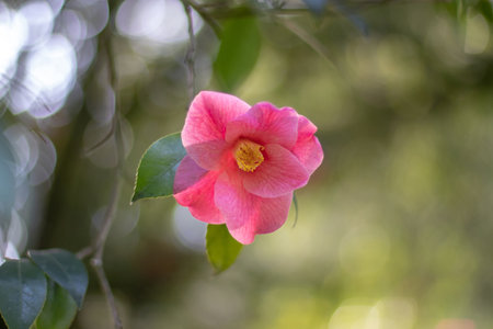 Simple pink camellia flower on the blurred garden bokeh background. Translucent veined petals.  Camellia japonica flowering plant. Camelia ornamental shrub bloom.
Japanese garden aesthetic.の写真素材