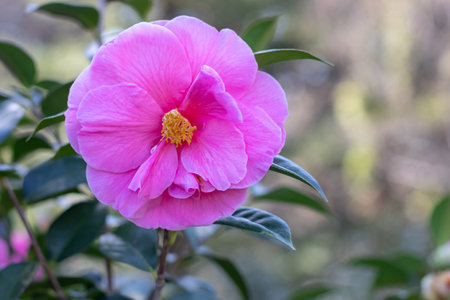 Camellia pink semi-double flower with yellow stamens,veined petals and green foliage. Camelia flowering plant. Ornamental shrub in the japanese garden.の写真素材
