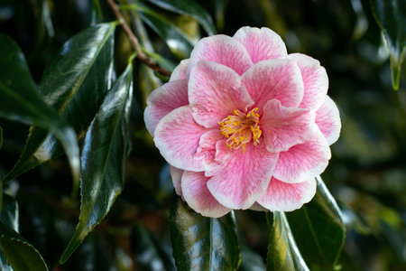 Camellia flower with pink veins on the white petals and yellow stamens close-up. Camellia japonica flowering plant. Japanese camellia ornamental shrub in the garden.の写真素材