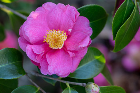 Camellia flower in the japanese garden. Camellia japonica flowering ornamental evergreen plant. Beautiful pink semi-double open flower 
with veined petals and yellow stamens. Glossy green leaves. Winter flowering plant.の写真素材