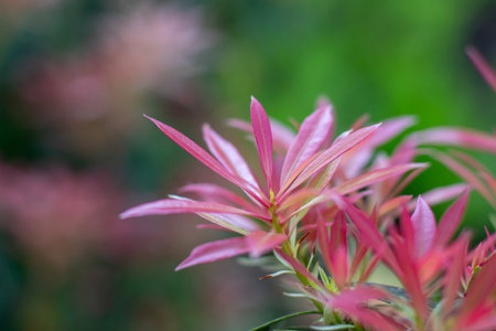 Pieris japonica red young shoots in the spring. Japanese andromeda plant leaves on the blurred background. Japanese pieris ornamental shrub.の写真素材