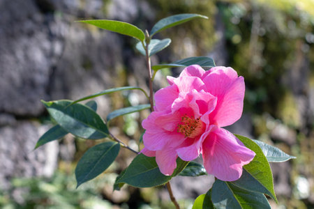 Camellia flower in the sunny garden. Camellia reticulata flowering ornamental evergreen plant. Beautiful pink semi-double open flower 
with veined petals and yellow stamens and green leaves. Winter flowering plant.の写真素材