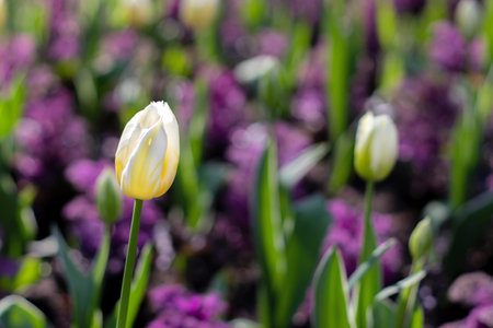 Yellow tulips and buds on the blurred purple flowers flowerbed. Spring bulbous plant in the sunny...