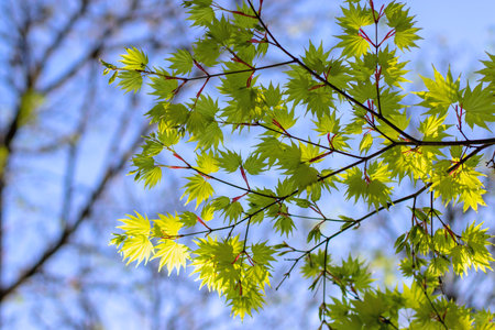 Acer shirasawanum ornamental decorative plant. Japanese maple leaves. Shirasawa maple tree branches on the blue sky background.Fullmoon maple bright green young foliage in the spring garden.の写真素材