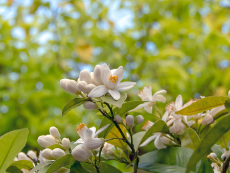 White orange tree flowers with yellow stamens, leaves and buds bunch on the blurred garden...