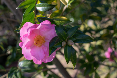 Camellia japonica flowering ornamental evergreen plant. Beautiful pale pink semi-double open flower 
with yellow stamens. Camellia flower and buds on the blurred garden background. Dark green leaves. Winter flowering plant.の写真素材