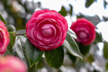 Camellia japonica flowering ornamental evergreen plant. Beautiful pink rose-like flowers. Camellia flowers and green leaves.Glossy green leaves. Winter flowering plant.