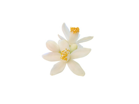 White orange tree flowers and buds isolated on white background. Close-up of delicate petals and vibrant stamens of the citrus flower. Orange blossom bunch.の写真素材