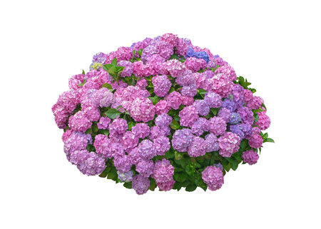 Lush pink hydrangea macrophylla shrub with vibrant blooms isolated on a white background. Ideal for...
