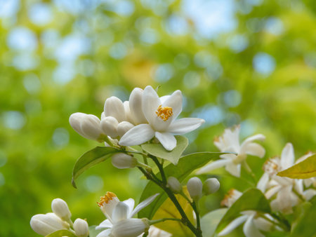Orange tree flowers with white petals and golden stamens on the green leaves and blue sky blurred background. Beautiful spring citrus blossoms ideal for themes of nature, fragrance, botany, gardening, and Mediterranean plants.の写真素材