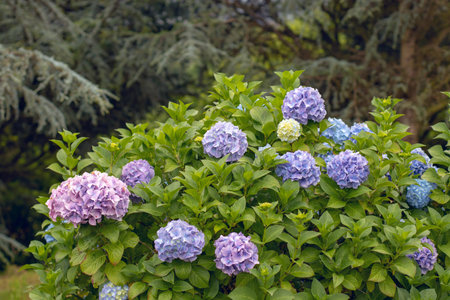 Bigleaf hydrangea (Hydrangea macrophylla, Hortensia) with vibrant purple-blue blooms in a garden...