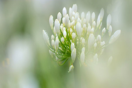 Close-up of white agapanthus buds covered in rain droplets after a shower. Shallow depth of field with softly blurred foreground for a delicate airy look.の写真素材