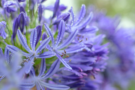 Blue agapanthus flowers covered in fresh rain droplets captured with a soft shallow depth of field. Elegant botanical detail and natural freshness.の写真素材