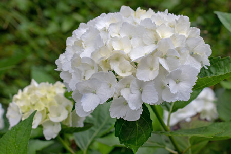 White bigleaf hydrangea inflorescence. Botanical floral image. Hydrangea macrophylla. Hortensia...