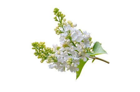 Fresh white lilac (Syringa vulgaris) flowers with green leaves isolated on white background. Spring floral element for design, decor, branding, and botanical themes.の写真素材