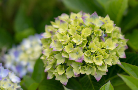Close-up of a young hydrangea macrophylla flower head with pale green yellow petals beginning to...