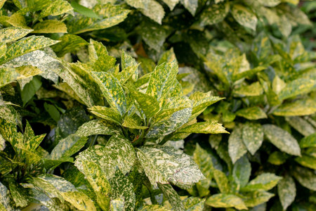 Close-up of variegated Aucuba japonica foliage, also known as spotted laurel, Japanese laurel, Japanese aucuba or gold dust plant. Dense green and yellow leaves form a natural garden background.の写真素材