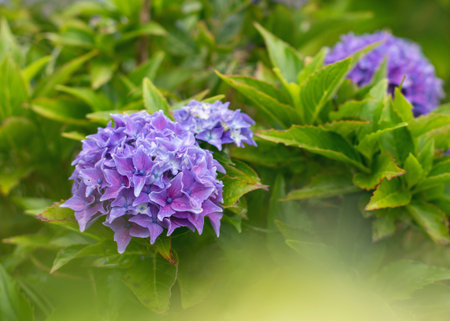 Vibrant purple hydrangea macrophylla blooms with pointed petals surrounded by fresh green foliage....