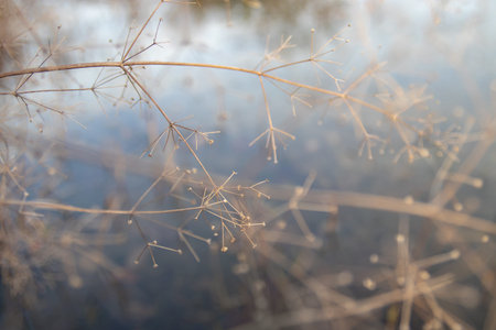 Dry stems of Alisma (water-plantains) in a winter garden pond, with selective focus creating atmospheric texture and delicate ornamental aquatic detail.の写真素材