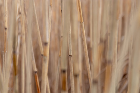 Atmospheric natural background of dry yellow reed with selective focus. Calm autumn and winter mood,...
