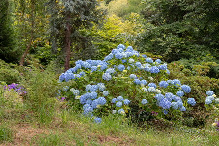 Luxurious bigleaf hydrangea (Hydrangea macrophylla) with soft blue blooms growing in a...