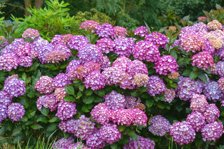 Lush hedge of bigleaf hydrangea (Hydrangea macrophylla) covered in abundant bicolor blooms, with...