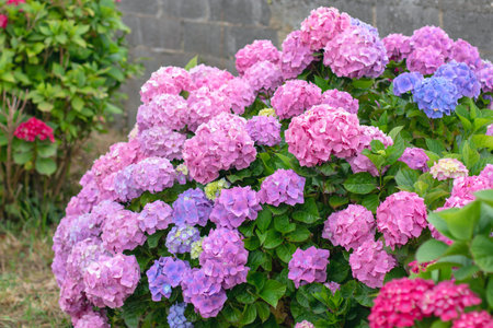 Bigleaf hydrangea (Hydrangea macrophylla) bush with delicate pastel pink flower clusters in full bloom. Lush ornamental shrub creating a soft, romantic accent in a summer gardenの写真素材
