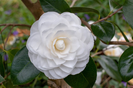 Elegant white Camellia japonica formal double flower with glossy dark green leaves. Close-up botanical photo highlighting delicate petals, symmetry and natural garden beauty.の写真素材