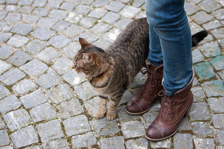 Walking with the cat in Italyの写真素材