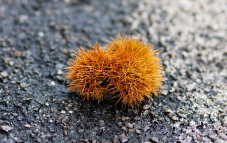 Chestnut after the rainの写真素材