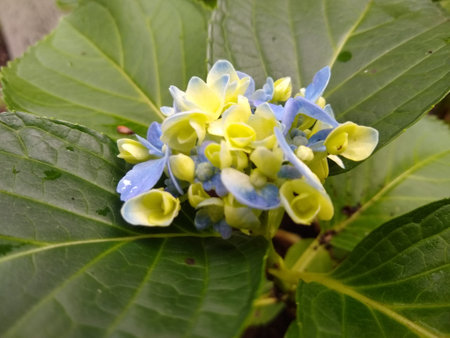 Hydrangea flowers