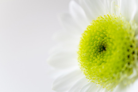 White chrysanthemum mum on white background close up copy spaceの写真素材