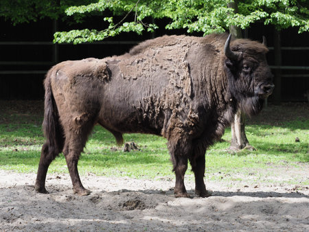 European bison stands alone on sandy ground in enclosure at city of Pszczyna in Poland in 2018 warm sunny spring day on May.の写真素材