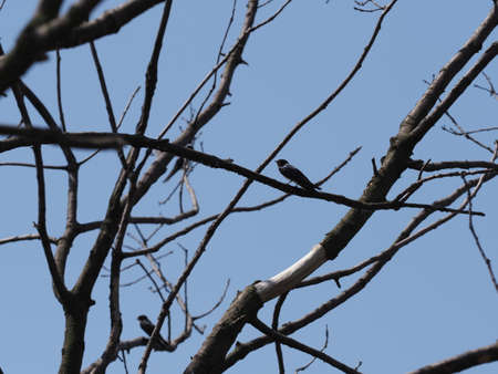 Two swallows sit on tree in european Goczalkowice town at Silesian district in Poland, clear blue sky in 2020 warm sunny spring day on June.の写真素材