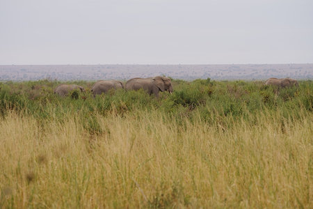 Family of African bush elephants on savanna in Amboseli National Park in Kajiado county in Kenya in 2023 warm sunny winter day on July.の写真素材