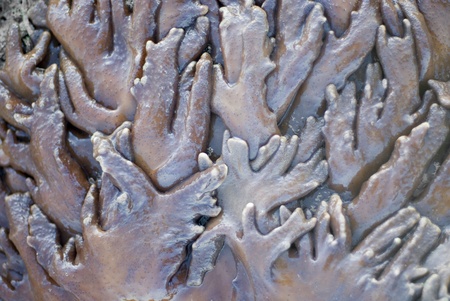 pictured out of the water at low tide, leather corals, Sarcophyton sp, Family Alcyoniinaeの写真素材