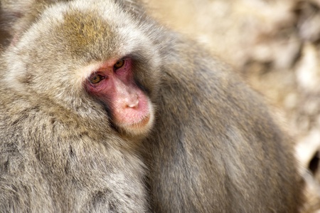 a pair of Japanese snow monkeys or Japanese Macaque huddled close together for warmthの写真素材