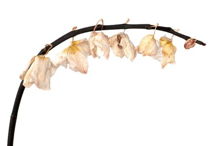 Withered blossom of an orchid (Phalaenopsis)の写真素材