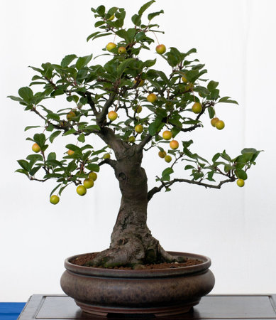 Old apple tree (Malus) as bonsai in a potの写真素材