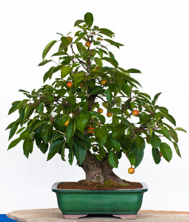 Apple tree (Malus) as bonsai in a potの写真素材